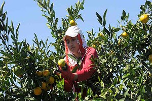 Türk Reçetesi 6 Ülkede 3 Milyon Çiftçiye Ulaştı