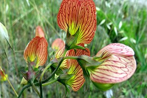 Dünya da Eşi Olmayan Bitki Yok Olma Tehlikesiyle Karşı Karşıya