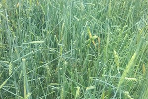 Edirne de Dolu Ekili Tarım Arazilerini Dümdüz Etti