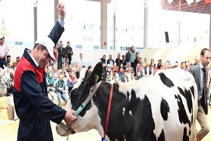 Çelik Süt Fiyatı Müdahaleden Sonra Toparlandı