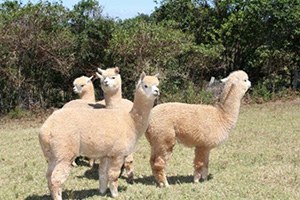 Türkiye de İlk Kez Alpaka Deve Çiftliği Kurulacak