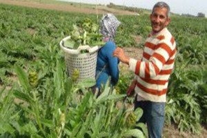 Bir Zamanlar Tonla Alınıp Satılan Enginarın Faydası Anlaşılınca Değeri Arttı