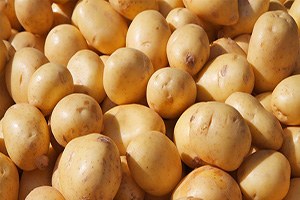 Patates Fiyatları Dibe Vurdu Üretici İsyanda