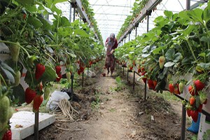 Tarıma Büyük Destek