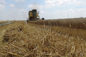 Turfanda Buğday Rekoltesinde Düşüş Bekleniyor