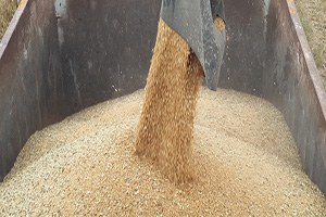 Türkiye Makarnalık Buğdayda İlk Üçte Olacak