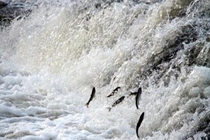 Van da 3 Milyar Balık Göç Yolunda