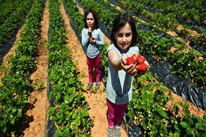 Çilek Üreticisine 5 Milyonluk Destek