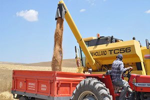 Çukurova da Buğday Hasadı Başladı