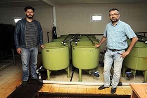 Deniz Istakozunda Kültür Yetiştiriciliği Denemesi