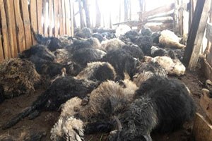 Siirt te Köpekler 38 Küçükbaş Hayvanı Telef Etti