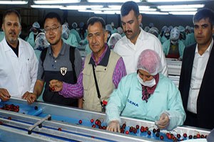 Türk Kirazı Çin Pazarında