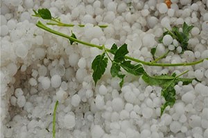 Van da Dolu Meyve Ağaçlarını Vurdu