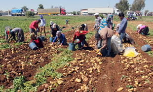 40 Lira İçin 12 Saat Çalışıyorlar