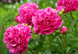 Kadın Çiftçiler Parfümeri Sektörüne El Attı