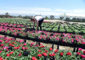 Çiçekten 100 Milyon Lira Gelir Sağladılar