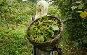 Fındık Üreticisine Mayıs Uyarısı