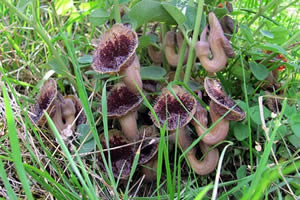 Dünyada Sadece Samsun da Bulunan Bitkinin Yeri Sır Gibi Saklanıyor