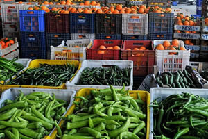 Antalya da Erken Isınan Havayla Bollaşan Ürün Üreticiyi Zarar Ettirdi