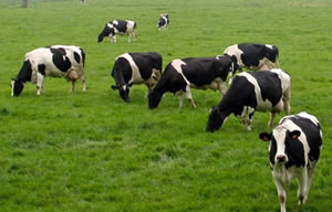 Bakan Çelik in Müjdeleri Sektörü Hareketlendirdi