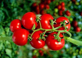 Kış Sezonunda 3 5 Liraya Kadar Satılan Domatesin Kilosu İhracat Azalınca 50 Kuruşa Düştü