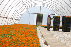 Sıcak Havalar Seraya Yaradı