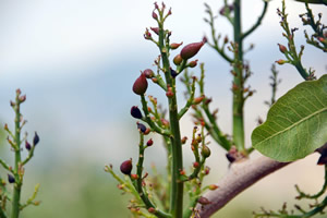 Siirtli Çiftçiler Kabusu Yaşadı