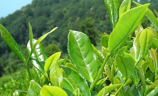 2016 Yılı Yaş Çay Alım Sezonu Yarın Başlıyor