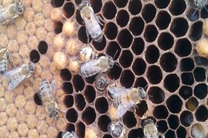 Akraba Evliliği Yapan Arıların Genetiği Değişti