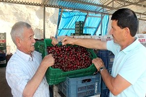 Demirci Kirazı Patent Aldı