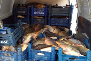 Elazığ da Kaçak Avlanan 2 Ton Balık Ele Geçirildi