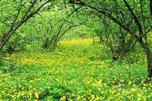 Fındık Bahçeleri Gençleştirilecek