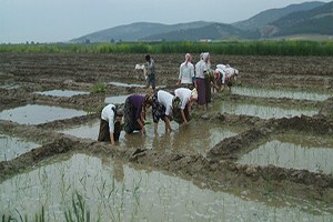 Osmanlı da Saray Mutfaklarını Süsleyen Konuralp Pirincinin Ekimine Başlandı