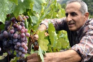 Zonguldak ta Karaçatlak Üzümü Yaşatılacak