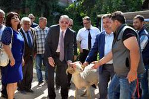 Kınık ta Kıvırcık Cinsi Koçlar Dağıtıldı