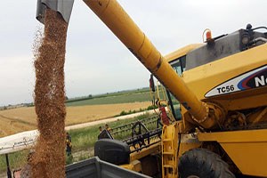 Buğday Hasadı Buruk Başladı