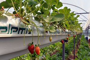 Çilek Üreticisinin Yüzü Hindistan Cevizi Kabuğu yla Gülüyor