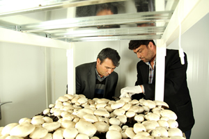 Mantar Yetiştiriciliğinde İlk Hasat Yapıldı