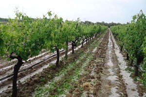 Manisa yı Dolu Vurdu