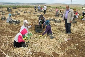 Sarımsak Hasadı 10 Bin Tarım İşçisine İş İmkanı Sağlıyor
