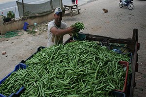 Taze Fasulyenin Hasadına Başlandı