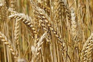 Yemeğimizi Ona Katık Etmeden Olmuyor