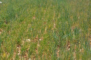 Antalya da Ekili Alanlar Kuraklık Tehdidi Altında