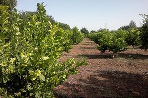 Araban da Organik Meyve Yetiştiriciliği Yaygınlaşıyor