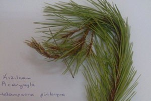 Adana da İlk Kez Pas Mantarı Hastalığı Görüldü