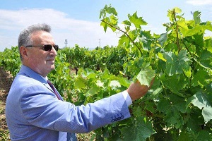 Asma Yaprağında İlaç Kalıntısına Dikkat