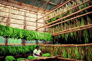 Endonezya da Tütün Tarlalarında Çalışan Çocuklar