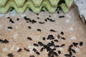 Gdo lu Yemlere Alternatif Yem