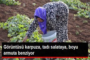 Görüntüsü Karpuza Benzeyen Salata Tadındaki Şelengo Tezgahta