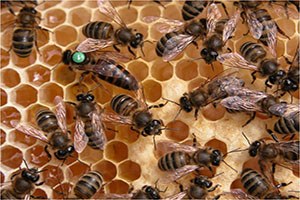 Kadirli de Arıcılara Ana Arı Dağıtımı